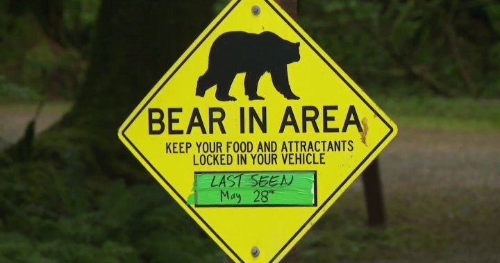 Mama black bear killed in Golden Ears park for aggressive behaviour, conservation says – BC