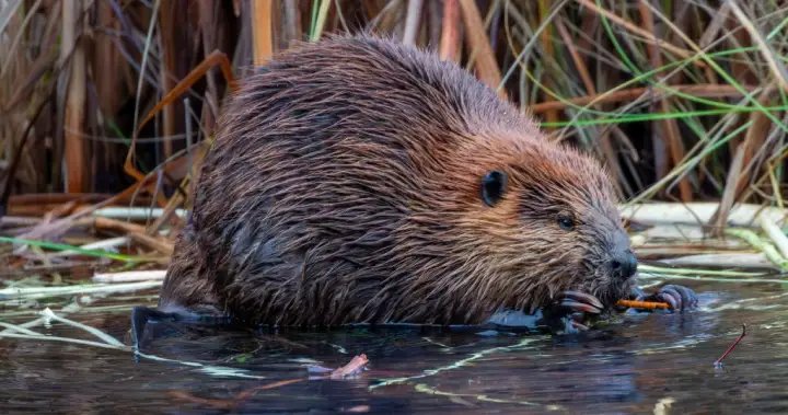 Beaver that bit ‘several people’ in New Jersey tests positive for rabies – National