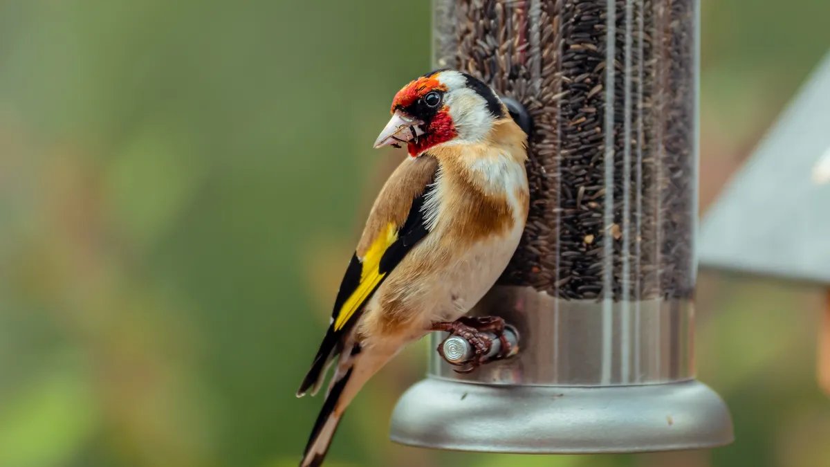 Don’t Know Where to Put Your Bird Feeder? This Is What a Wildlife Expert Recommends