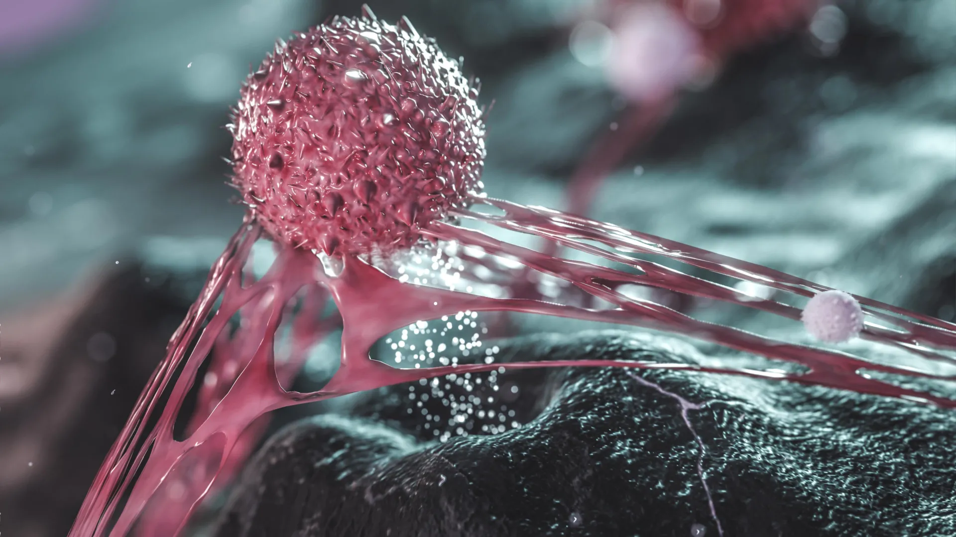 Why cancer spreads more in middle age than in old age