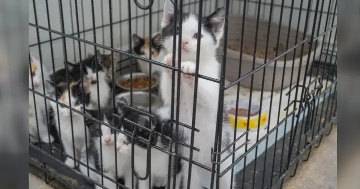 57 kittens rescued, Mississauga man arrested in police animal cruelty probe – Toronto