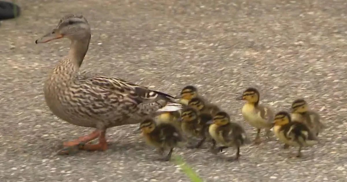 How an elementary school custodian earned the title of "Papa Duck"