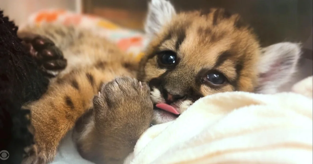 Mountain lion cub with missing toes rescued after being discovered alone in California
