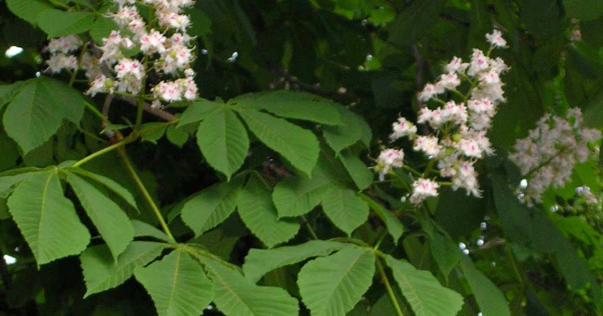 Recreating Eden: Saturday Photo: May in Montreal, Chestnuts in Blossom