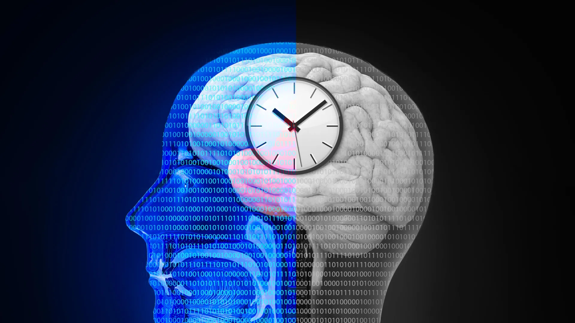 Intermittent fasting triggers surprising changes in the brain