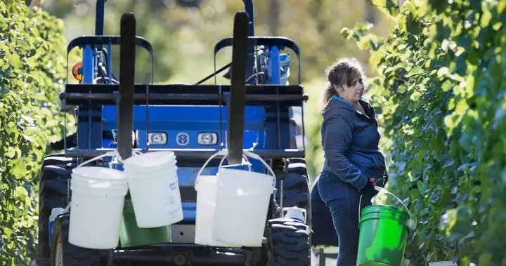 Canadian wineries say scrapping provincial trade barriers would add billions to GDP