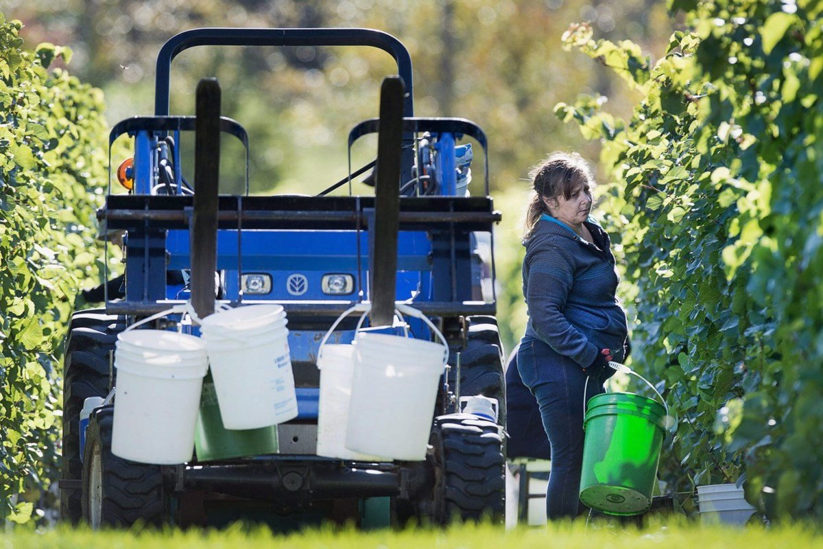Canadian wineries say scrapping provincial trade barriers would add billions to GDP