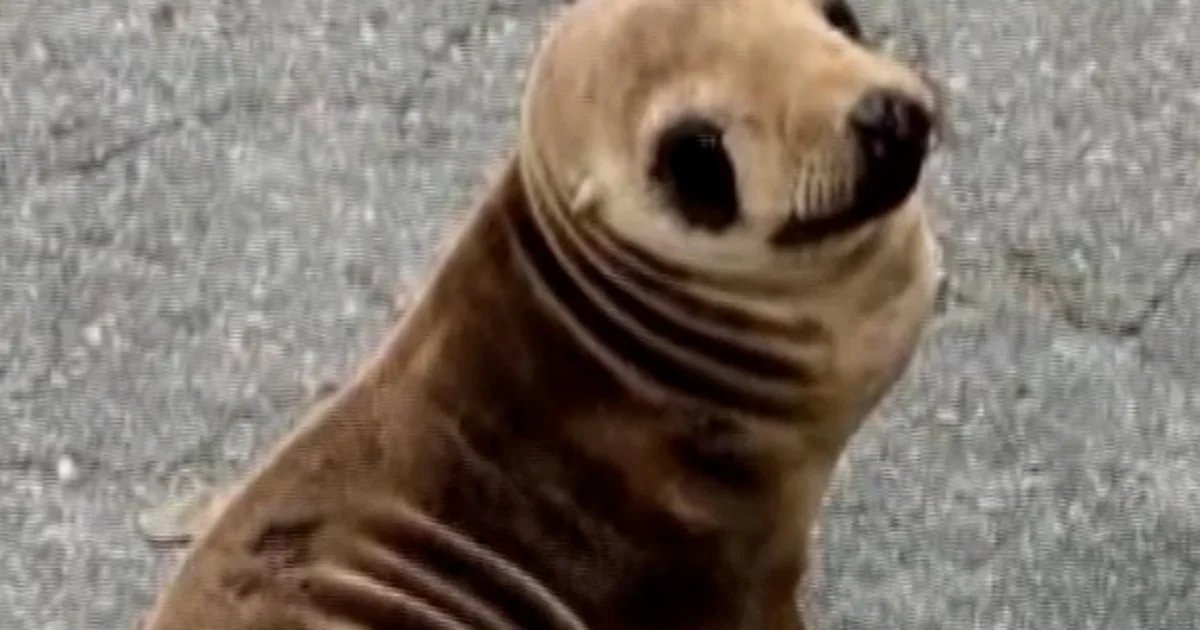 Baby sea lion found wandering near Bay Area highway