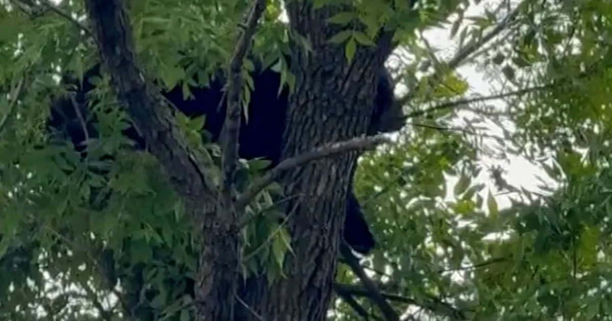 Sleeping bear lured from tree with donuts and peanut butter