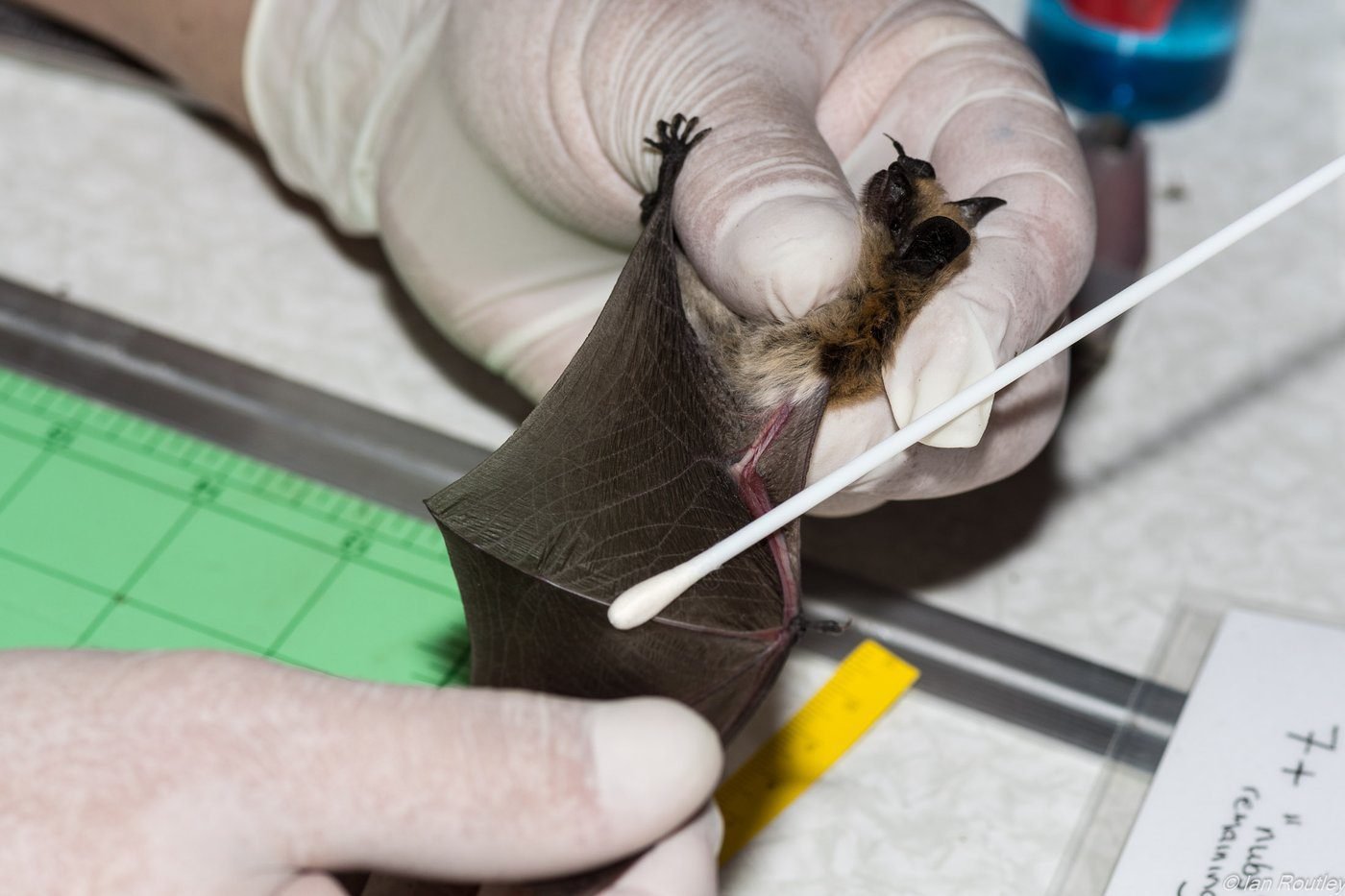 B.C. bats ‘do not know the border’ — and Trump funding cuts may put them in peril