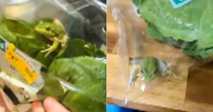 Housemates find live frog inside sealed, store-bought salad bag – National