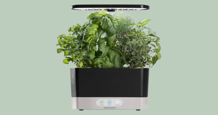 Small space gardening: Make the most of every corner – National