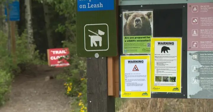 Be bear aware: Increase in sightings, encounters prompts warning to Alberta backcountry users