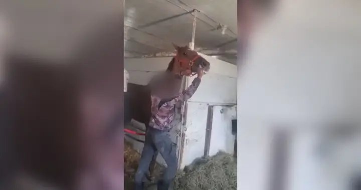 Horse hit at Winnipeg racetrack in ‘hard to watch’ video prompts calls for change – Winnipeg