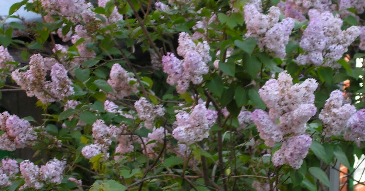 Saturday Photo: Lilacs, of course