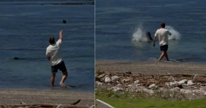 Man accused of throwing rock at endangered seal barred from Hawaii beaches – National