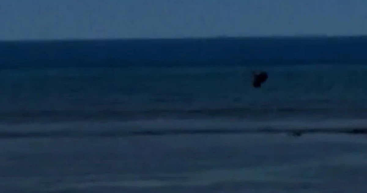 Man throws rock at endangered monk seal in Maui