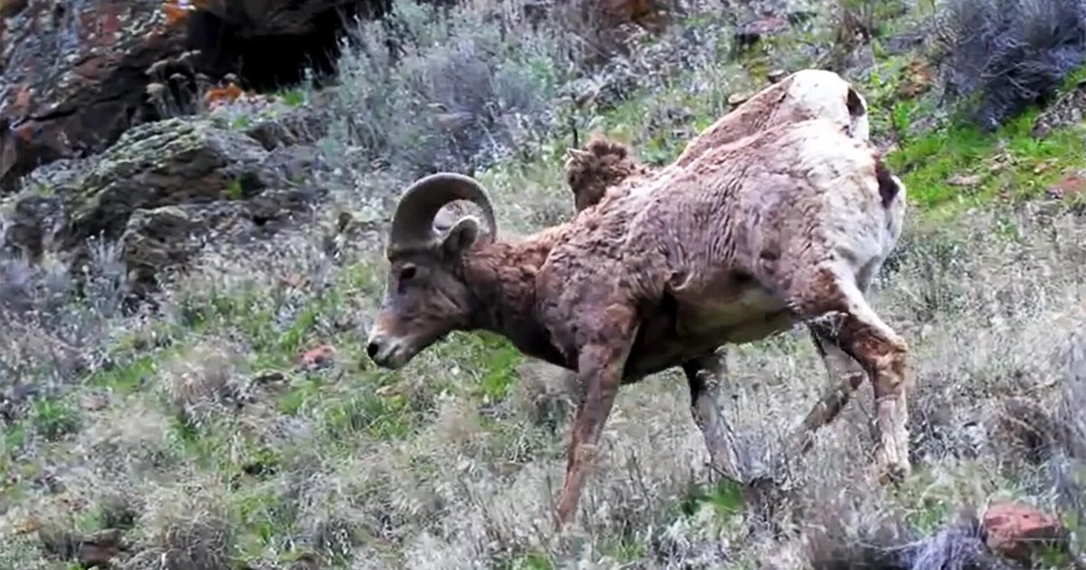 Nature: Bighorn sheep in Washington State