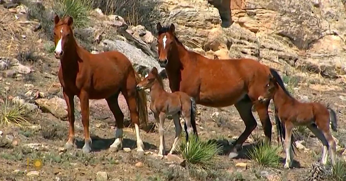 Nature: Mares and foals – CBS News