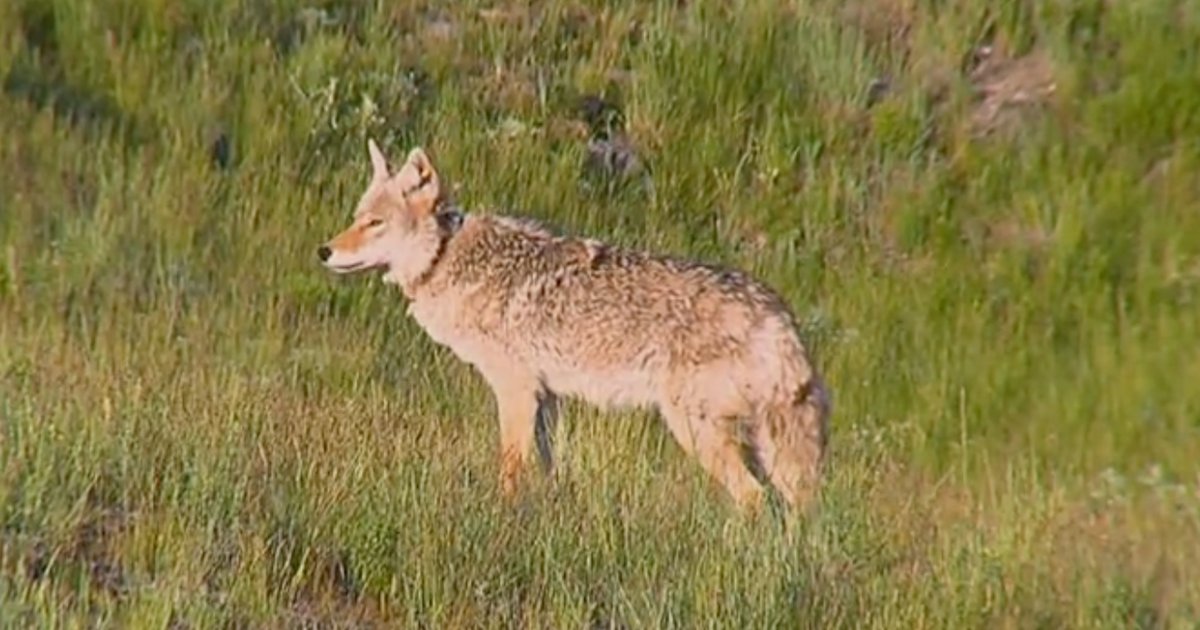 Living with coyotes – CBS News