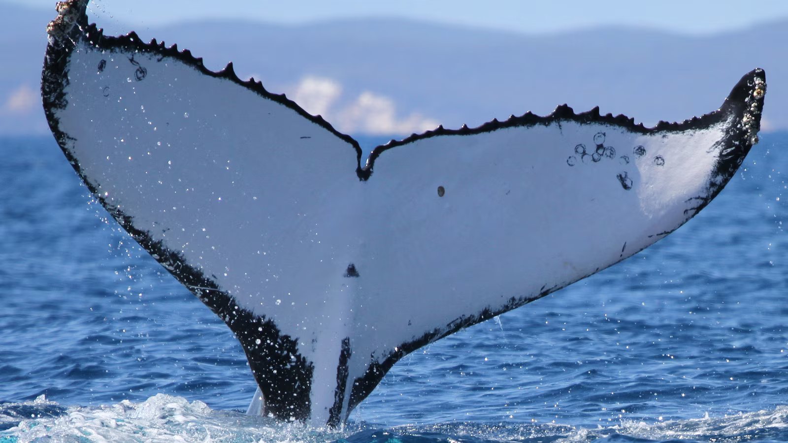 Two humpback whales set records swimming between Australia and Brazil