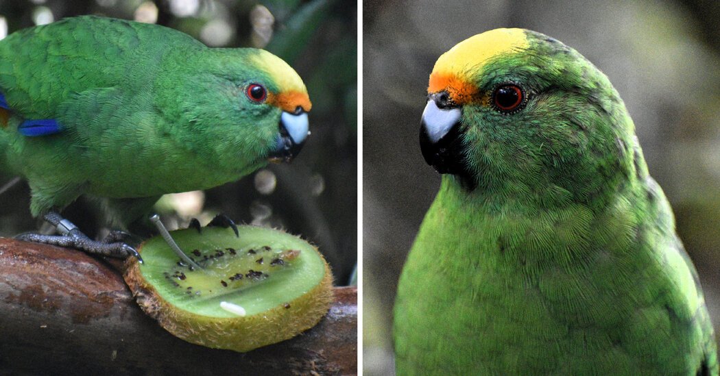 The New Zealand Parakeet Pair That Are Saving Their Species