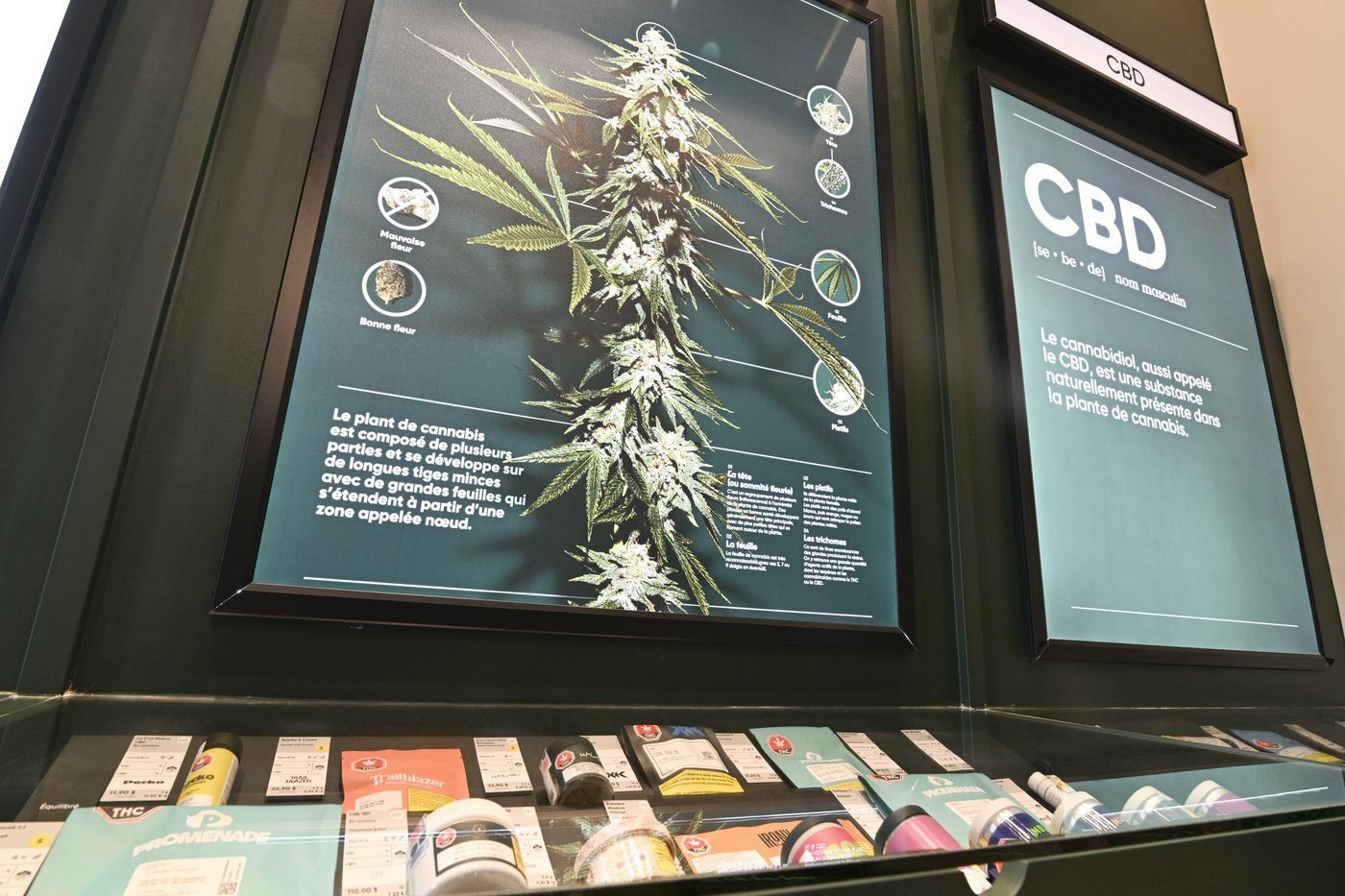 National cannabis organization suspends operations, citing active illegal market