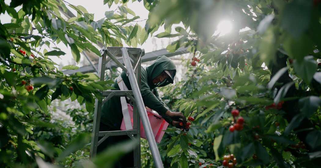 American Farms Rely More Than Ever on the Troubled H-2A Visa Program