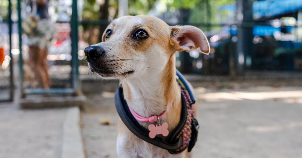 A Stray Dog Became a Cultural Symbol in Brazil. Now, Mexico Is Claiming It.