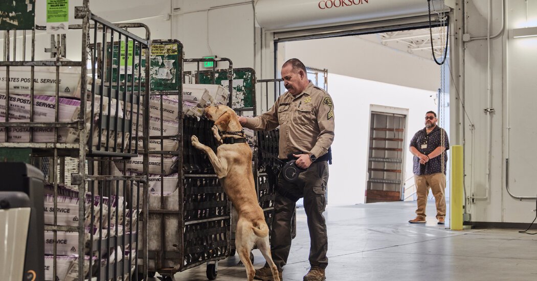 How Does LA Count Election Ballots? It Begins With a Dog Sniff.
