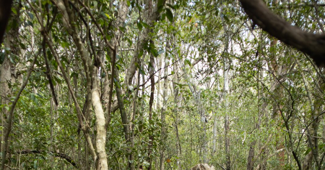 Archaeologists Find Maya Monuments Off the Beaten Path. Way Off.