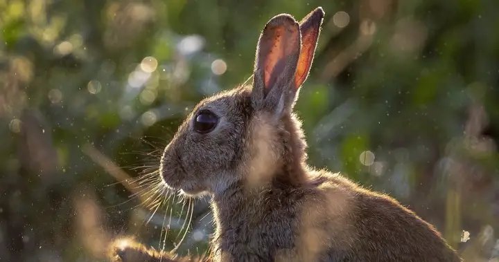 Judge sentences Calgary man to 8 years in ‘inconceivable’ rabbit killings