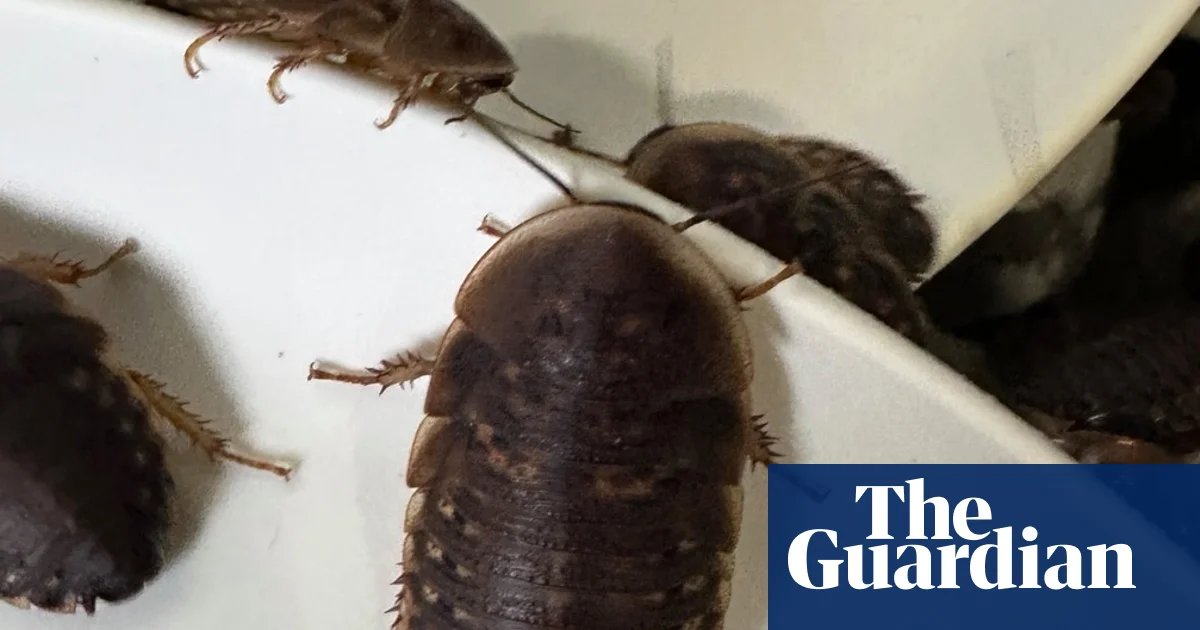 More than 100,000 cockroaches worth $200,000 seized from NSW breeder in record-breaking bust | New South Wales