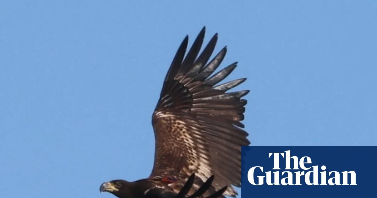 Predator or prey? The confounding case of the missing sea eagle | Birds