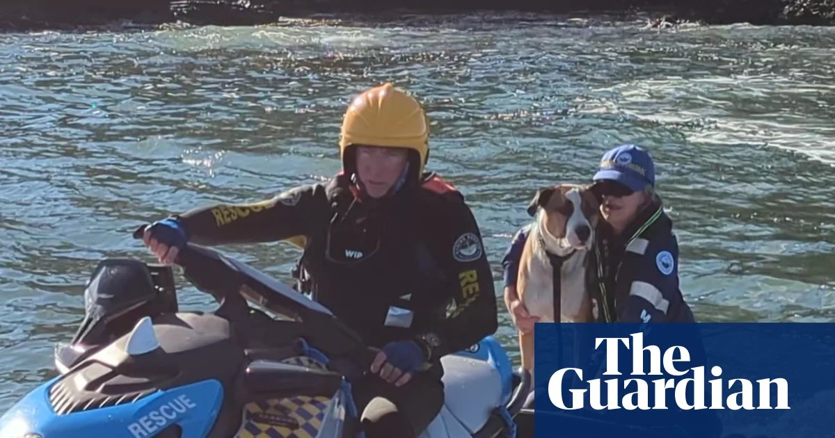 Dog rescued on NSW south coast after being swept off rocks and swimming 800 metres to island | NSW south coast