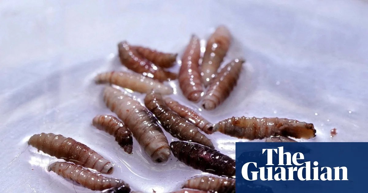 Alarm as once-eradicated flesh-eating parasite found in calf in Texas | Texas