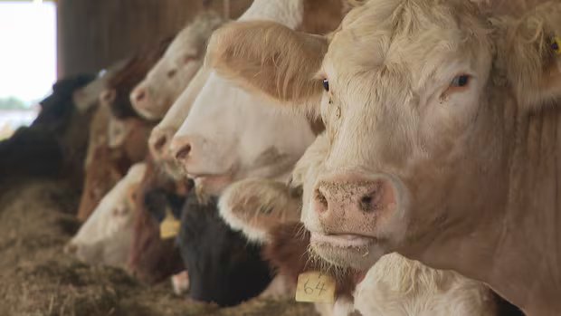 P.E.I. looks to create biodigester system to turn animal waste into energy for homes