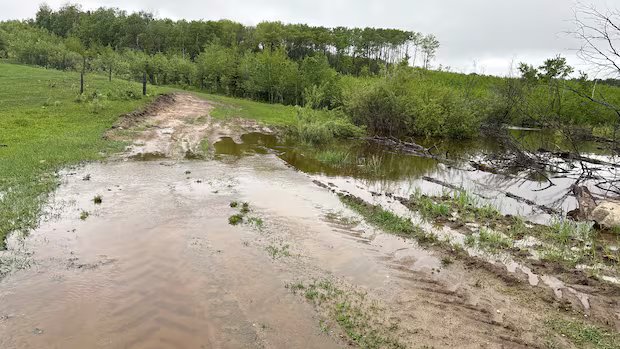 Heavy rain brings challenges and benefits for Alberta farmers
