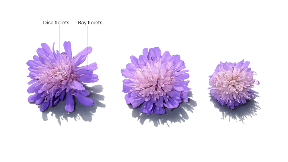 When an old experiment revealed a new story about flowers