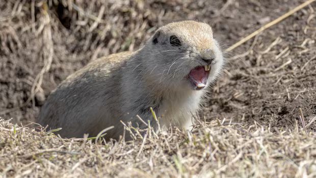 Strychnine delays mean it’s ‘too late’ for gopher control this spring, farmers say