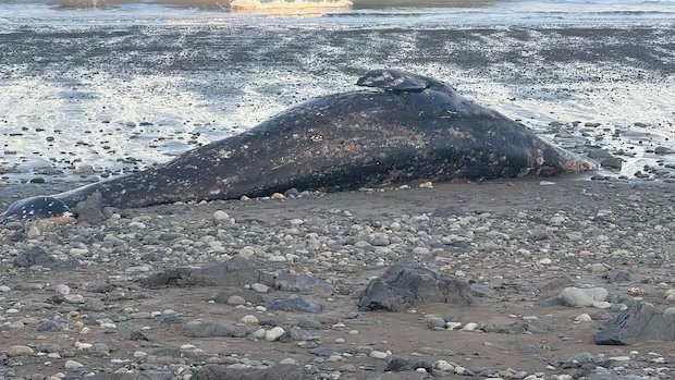 Emaciated grey whales washing up on B.C. beaches ‘canary in coal mine,’ researcher warns