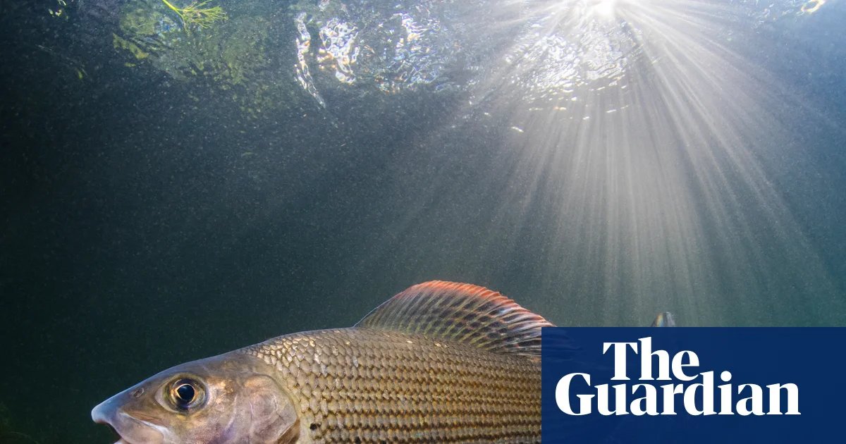 Fisher with a mission: first woman to chair grayling society wants to protect ‘lady of the stream’ | Fish