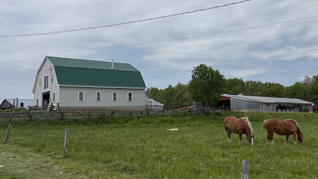 ‘You got to hold back tears’: N.B. farmer watches family history sold off piece by piece