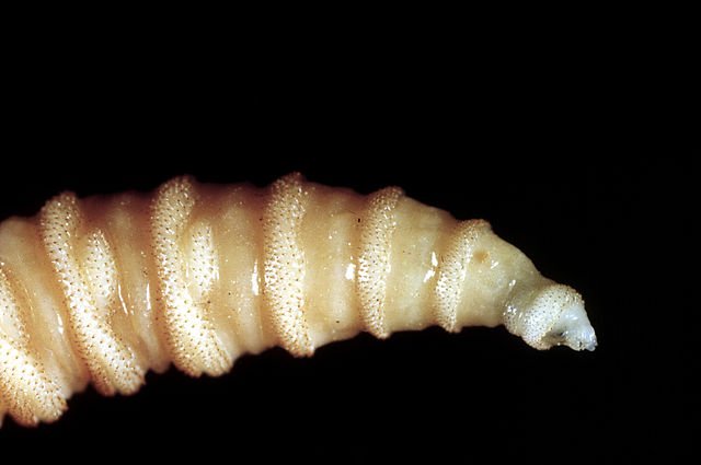 Screwworms in US: Human risk is low—but they can burrow through your skull