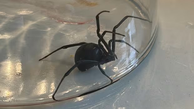 ‘Always wash your fruits’: Calgary family finds black widow spider in grapes