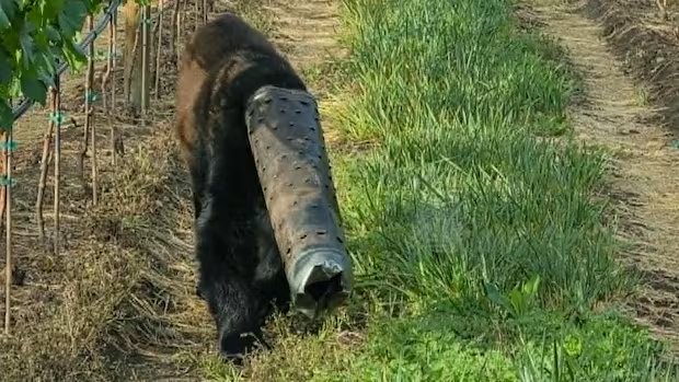 Bear wandering around with pipe stuck on head rescued by conservation officers