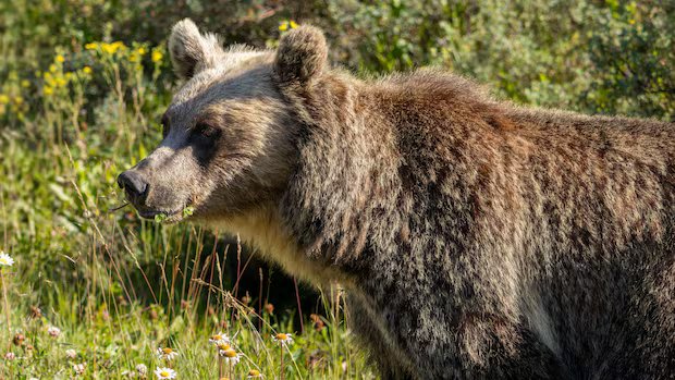 4 grizzly bears killed by hunters through Alberta’s ‘problem wildlife’ program so far