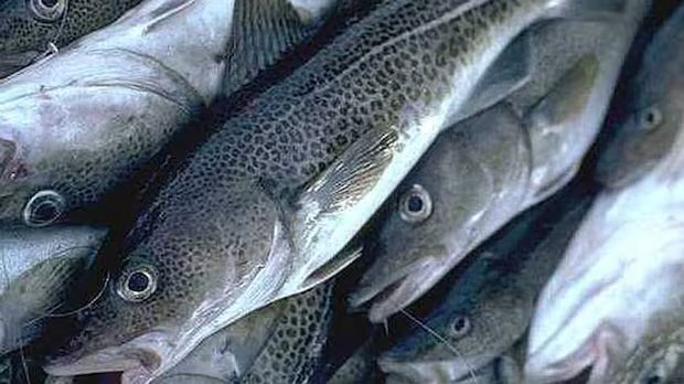 ‘A remarkable day’: Northern cod total allowable catch increases by 55 per cent