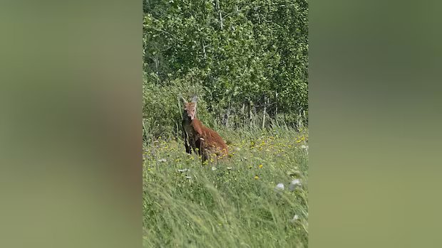 Runaway marsupial on Montreal’s South Shore sparks animal trafficking concerns