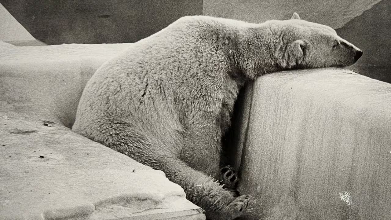 The Calgary Zoo’s difficult history with polar bears